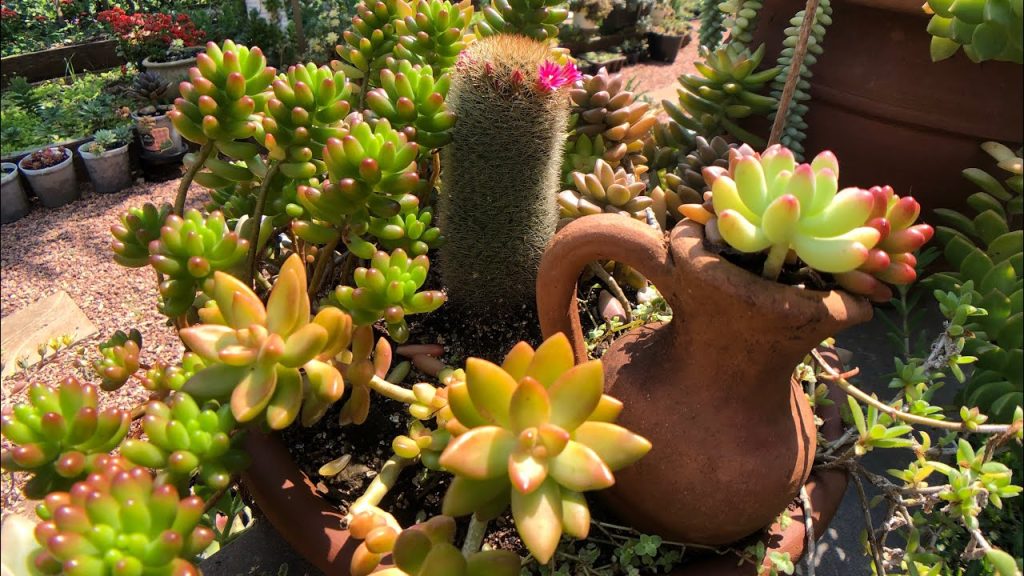 Conheça 5 tipos de suculentas que dão flores e ajudam a deixar a casa mais colorida com poucos cuidados. (Foto: Captura de tela/YouTube)