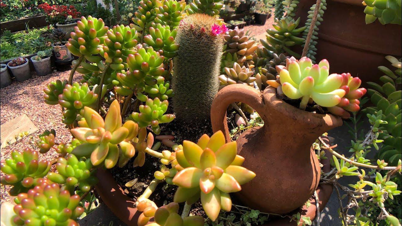 Conheça 5 tipos de suculentas que dão flores e ajudam a deixar a casa mais colorida com poucos cuidados. (Foto: Captura de tela/YouTube)