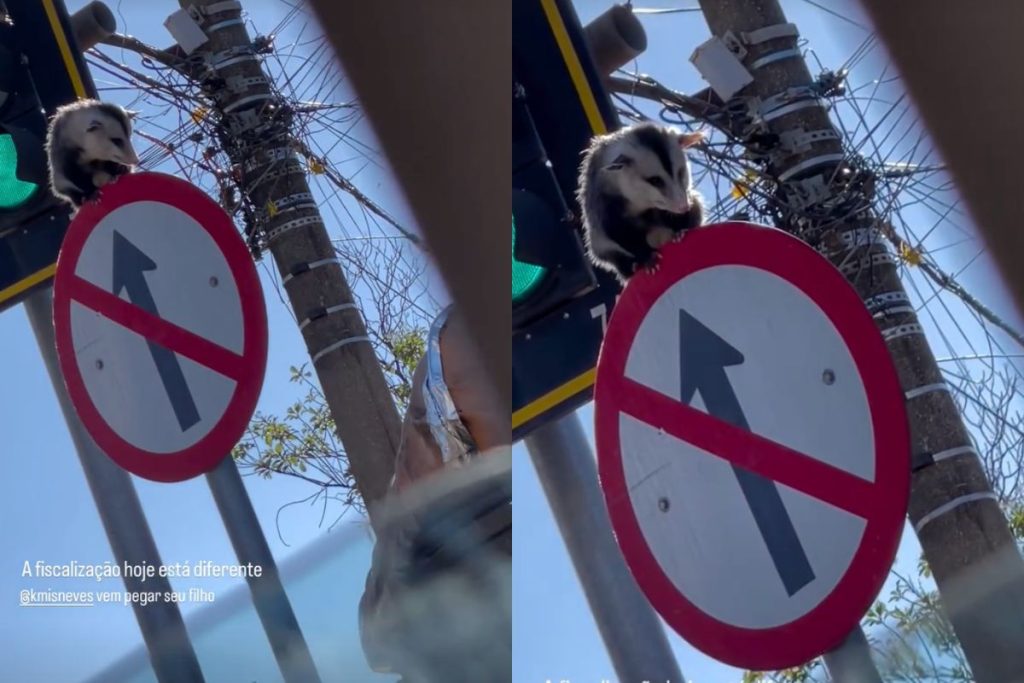 Gambá foi flagrado sobre uma placa de trânsito na Avenida Engenheiro Portela, no Centro de Anápolis. (Foto: Reprodução/Instagram @erikasoares_8)