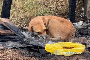 Lei aprovada proibe de deixar os animais mais de 36 horas sem ninguém em casa