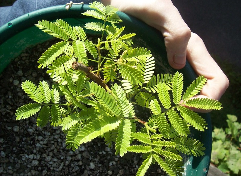 Alunas brasileiras transformaram planta do sertão em filtro de 50 centavos que torna água potável e venceram na maior feira de ciências do mundo