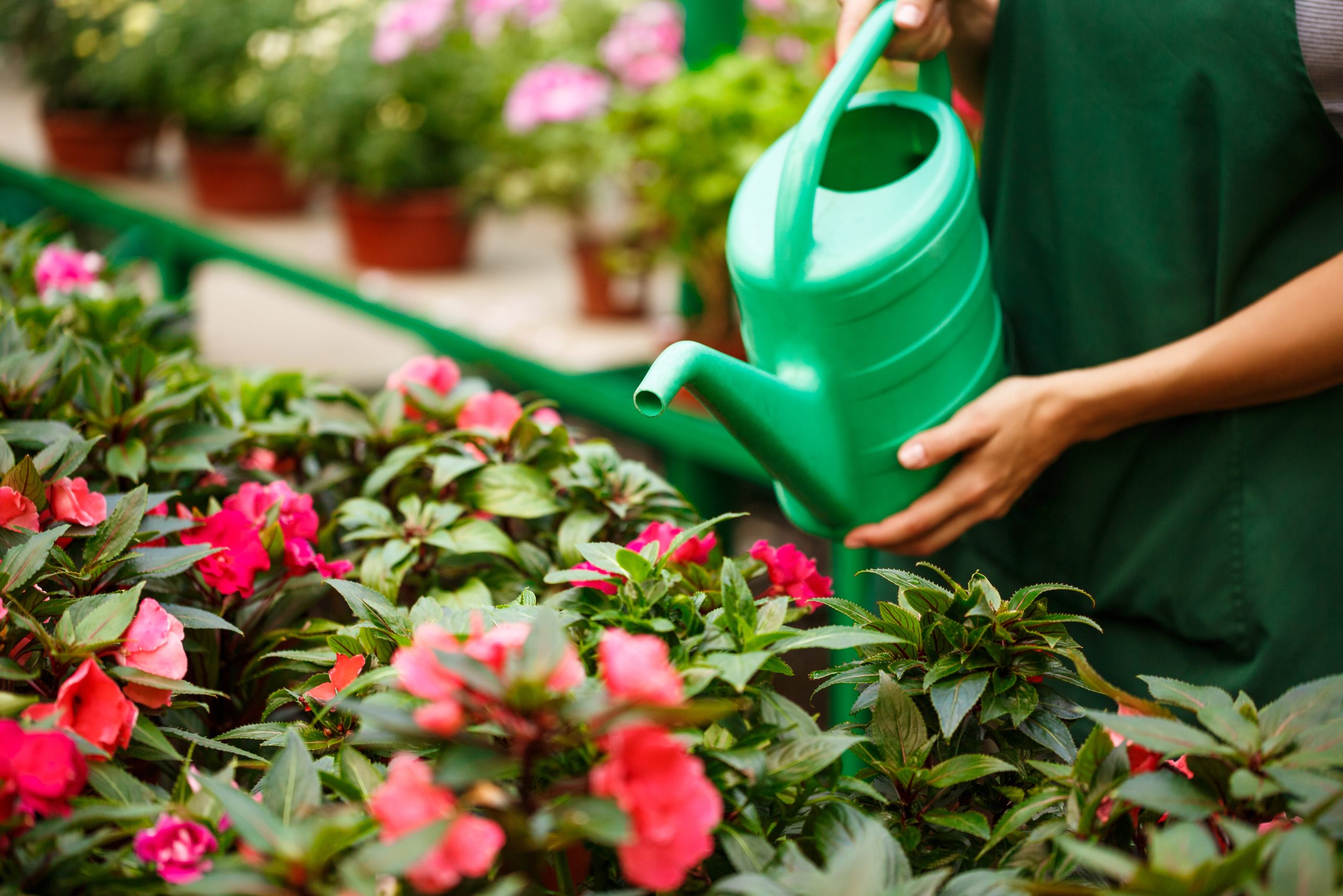 rega das plantas