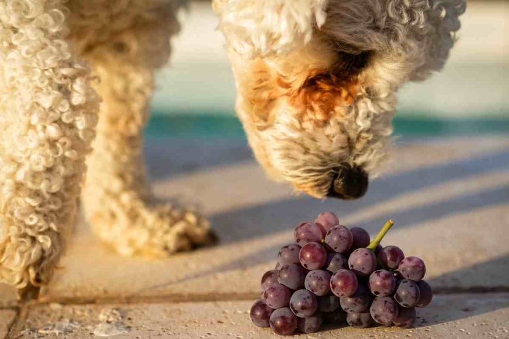 alimentos que os veterinários nunca dão aos próprios cães