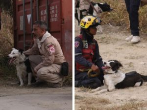 Quando os animais nos ensinam sobre humanidade