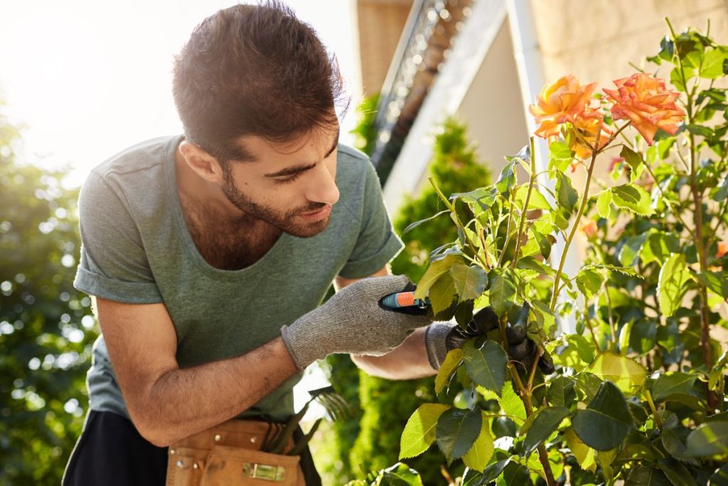 plantas que os jardineiros preferem ter em casa
