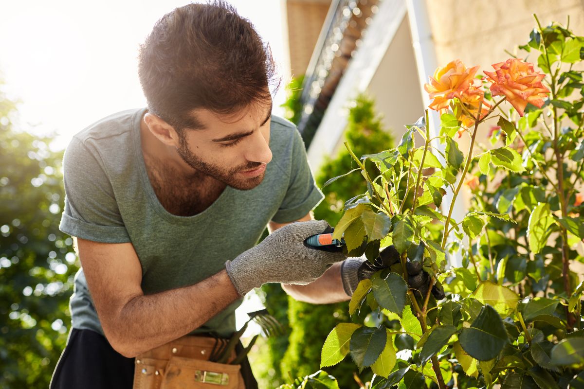 plantas que os jardineiros preferem ter em casa