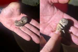 Moradores de Anápolis chamam a polícia após encontrarem "feto humano" na calçada