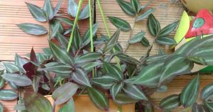 A Tradescantia zebrina pode crescer na água, exige poucos cuidados e se destaca pela folhagem vibrante