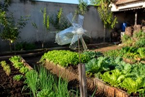 Espanta-pássaros caseiro feito com garrafa PET instalado em uma horta para proteger os canteiros das aves