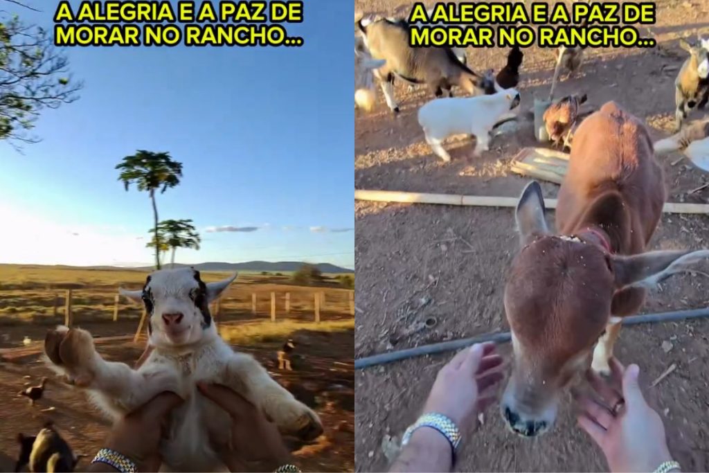 Fazendeiro goiano mostra rotina cercado de bichos em rancho e viraliza: “Isso que é vida”