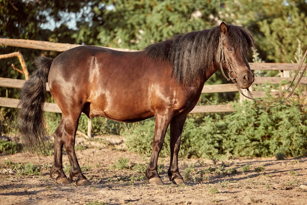 Menina de 3 anos morre após acidente com cavalo durante cavalgada em Goiás