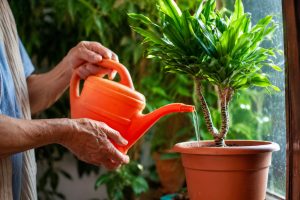 regar plantas