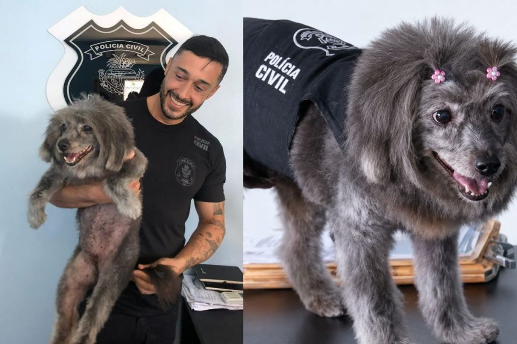 Morre Adjunta, a cachorrinha que conquistou idosos e virou companheira da Polícia Civil em Anápolis
