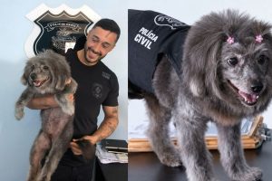 Morre Adjunta, a cachorrinha que conquistou idosos e virou companheira da Polícia Civil em Anápolis