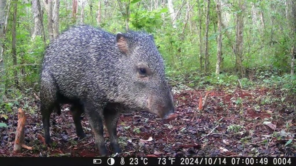 Extinta há mais de 100 anos, espécie reaparece no campo e emociona conservacionistas