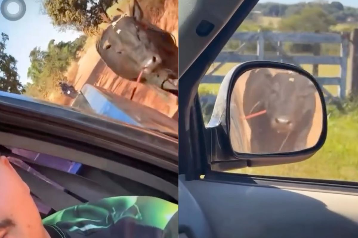 Vídeo divulgado pelo próprio suspeito mostra o boi preso à caminhonete durante o deslocamento e acabou motivando a investigação da Polícia Civil. (Foto: Reprodução/Instagram)
