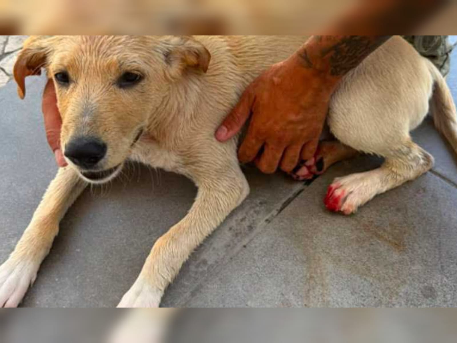 O sofrimento de um animal indefeso é um chamado à nossa consciência