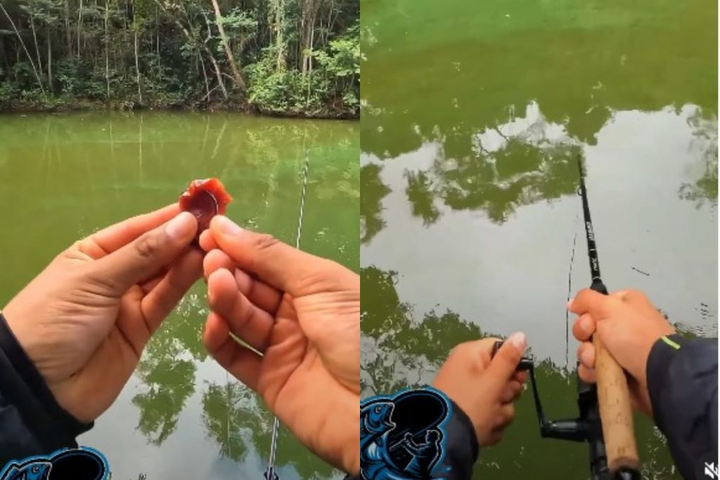 a melhor isca para pegar peixe