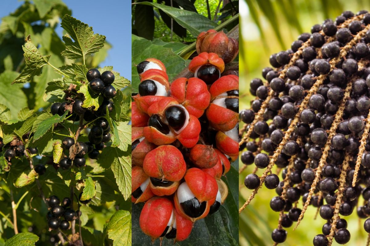Veja quais frutas colocaram o Brasil entre as 100 melhores frutas do mundo em ranking internacional