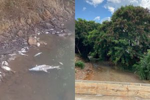 Rio das Antas