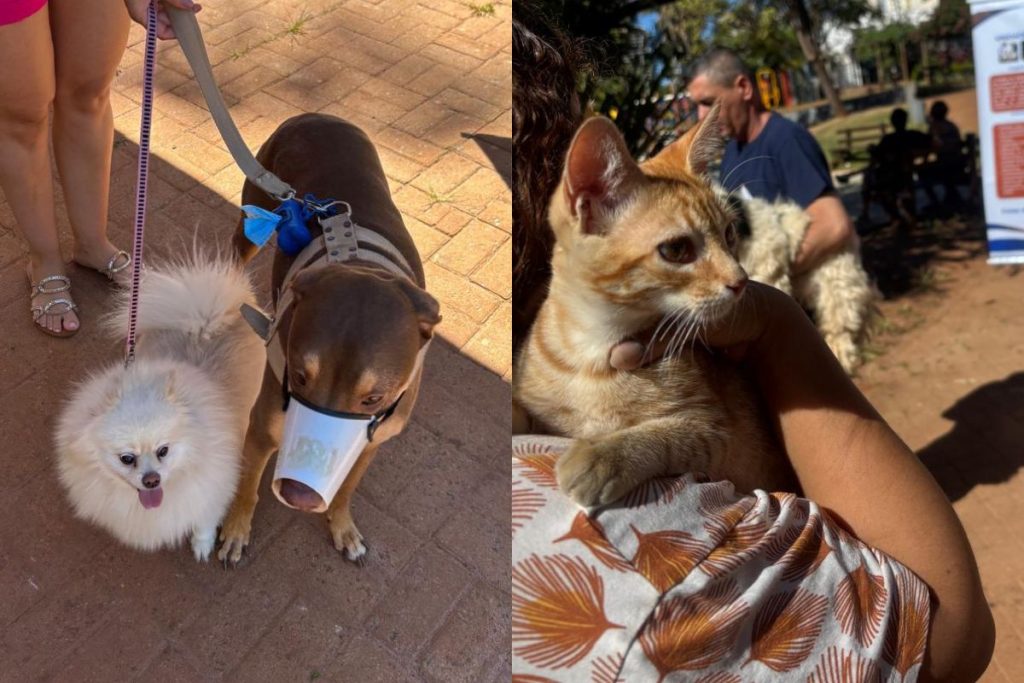Julho terá mudanças na vacinação antirrábica de cães e gatos em Anápolis e tutores devem ficar atentos. (Foto: Divulgação)