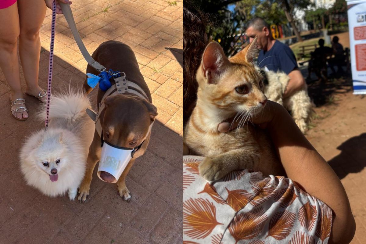 Julho terá mudanças na vacinação antirrábica de cães e gatos em Anápolis e tutores devem ficar atentos. (Foto: Divulgação)