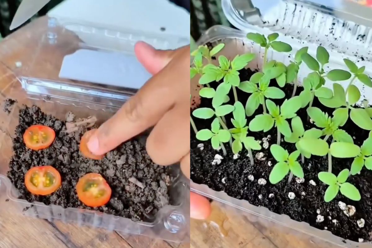 plantar tomate em casa