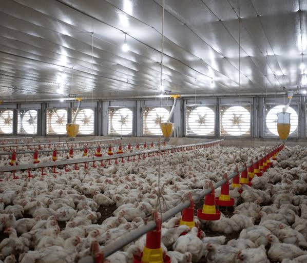 Aos 55 anos, produtor que começou com granja de 7.500 aves em 1994 hoje comanda 21 fazendas graças a uma estratégia simples que aprendeu no início