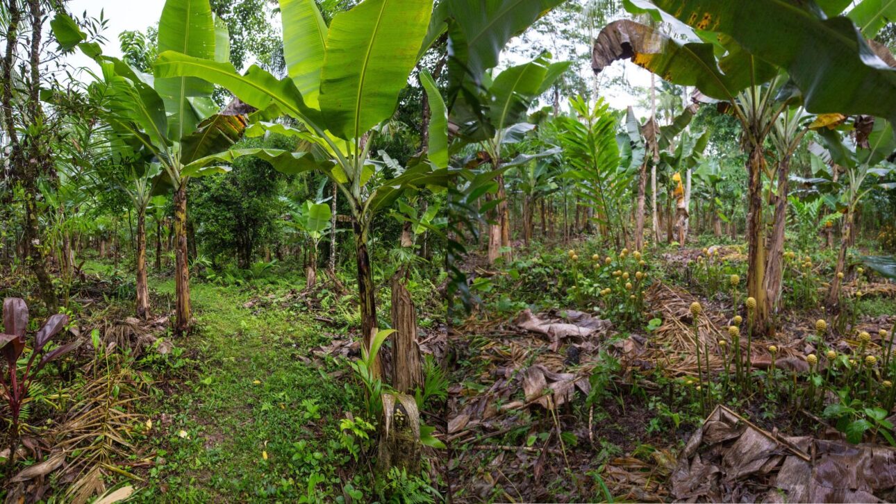 Produtor assume o bananal da família, se recusa a passar veneno na lavoura, planta 18 espécies diferentes no meio dos pés de banana e hoje colhe 20 toneladas por safra