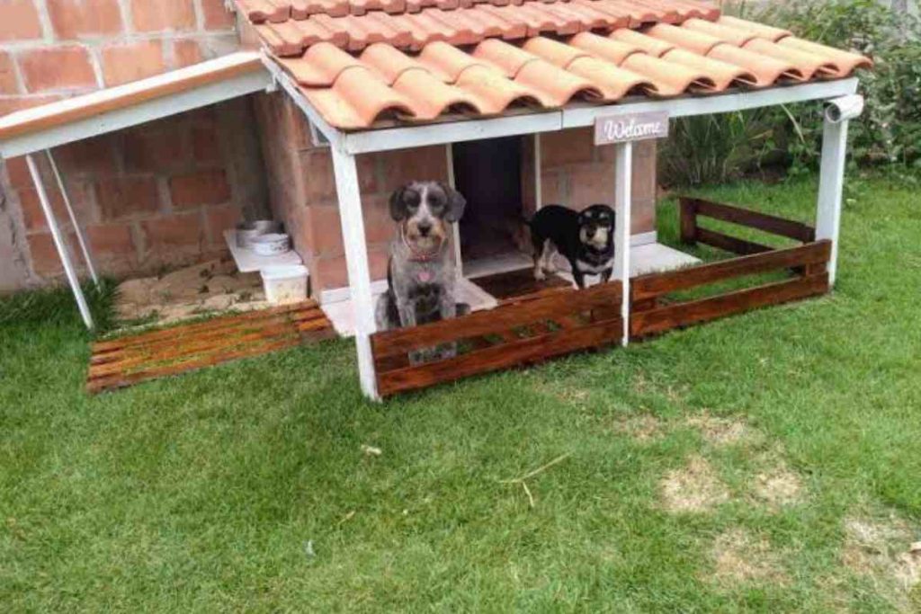 Não é pastor-alemão, nem pitbull: a melhor raça de cachorro para quem mora sozinho