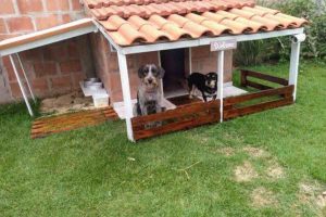 Não é pastor-alemão, nem pitbull: a melhor raça de cachorro para quem mora sozinho