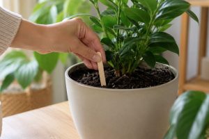 é por isso que quem tem planta em casa deve colocar palitos de picolé