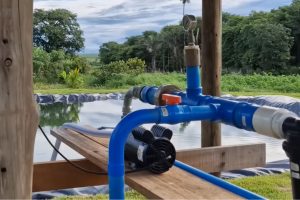 Produtor usa água de lago que passa pela fazenda sem autorização para irrigar a plantação e acaba recebendo multa por captação irregular