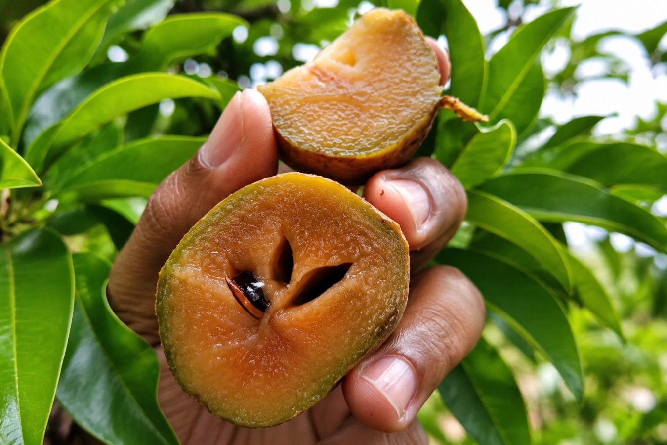 Fruta que marcou a infância nas décadas de 60 e 70 tem gosto de doce de leite, derrete na boca, pode ser plantada no quintal e dá muita sombra