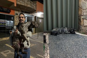 Cadela perdida é encontrada após mobilização e reencontro emociona em Anápolis