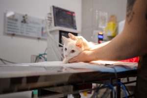 Prefeitura de Anápolis inicia programa gratuito de castração e microchipagem de pets