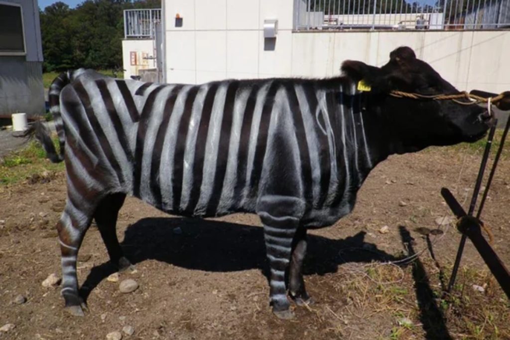 Cientistas pintaram seis vacas pretas com listras brancas, viram a quantidade de moscas sobre os animais cair quase pela metade e encontraram uma forma prática de reduzir o uso de inseticidas no gado