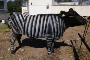 Cientistas pintaram seis vacas pretas com listras brancas, viram a quantidade de moscas sobre os animais cair quase pela metade e encontraram uma forma prática de reduzir o uso de inseticidas no gado