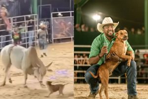 'Caramelo toureiro' ganha lar após viralizar em rodeio de Goiás