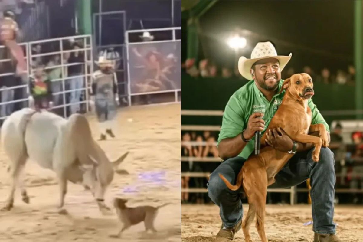 'Caramelo toureiro' ganha lar após viralizar em rodeio de Goiás