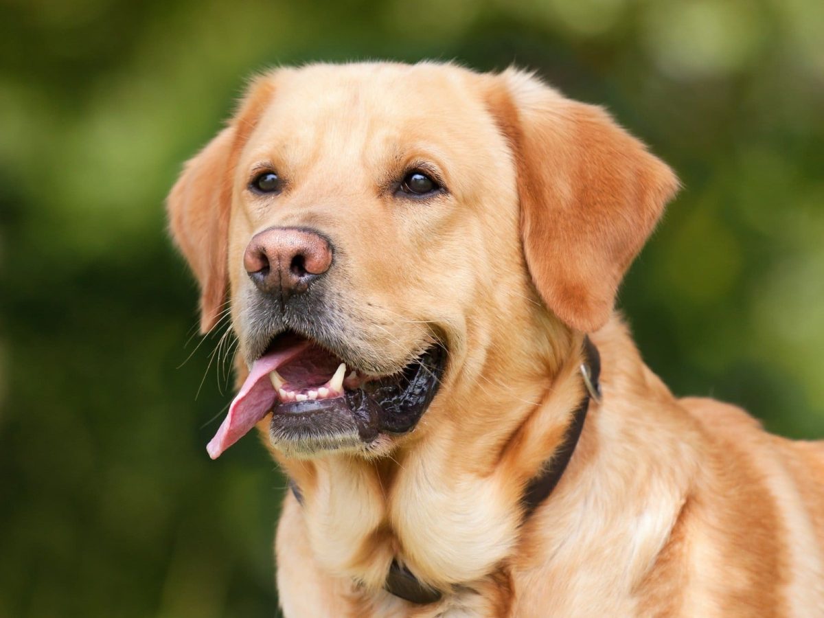 As melhores raças de cães para ter em casa quando se tem filhos, segundo veterinários