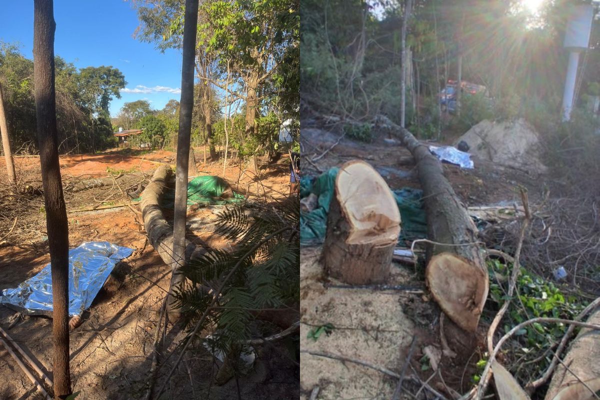 Trabalhador morre esmagado por árvore durante serviço em Bela Vista de Goiás