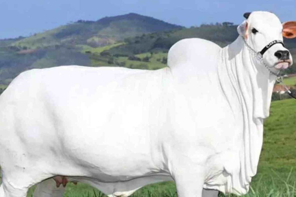 A vaca mais cara do mundo é brasileira, vale mais de R$ 54 milhões, gera até 40 bezerras por mês e já teve bezerras vendidas por R$ 1,3 milhão cada