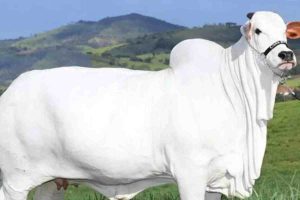 A vaca mais cara do mundo é brasileira, vale mais de R$ 54 milhões, gera até 40 bezerras por mês e já teve bezerras vendidas por R$ 1,3 milhão cada