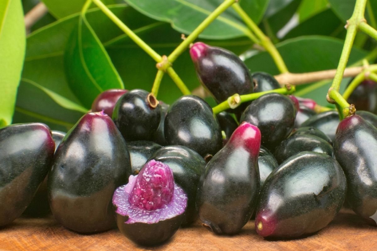 A fruta preta que tem gosto de chiclete
