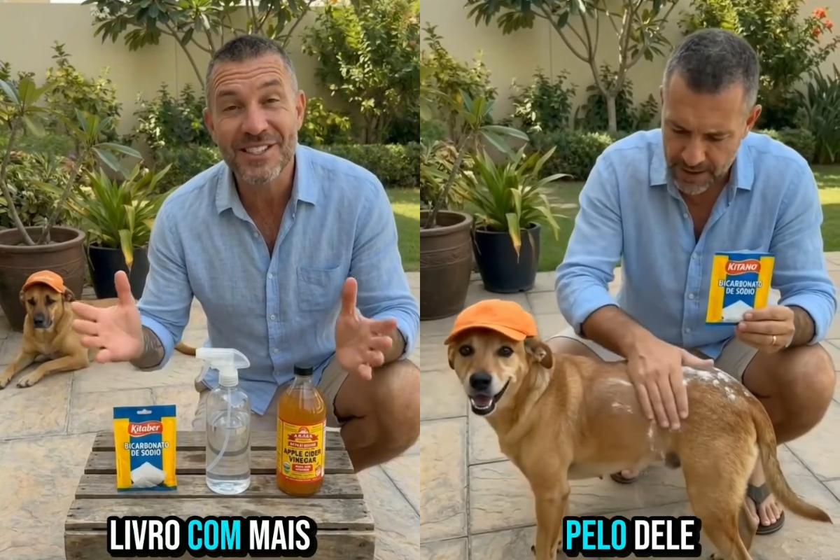 A melhor maneira de acabar com as pulgas em cachorros sem precisar de remédio caro, segundo especialista