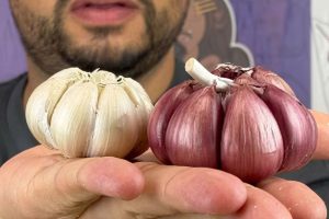 Alho Roxo, Branco ou Poró apresentam diferenças importantes de sabor, intensidade e rendimento na cozinha