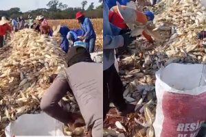 Operação resgata 55 pessoas em condições análogas à escravidão em Goiás, após promessa de ganhos de até R$ 10 mil