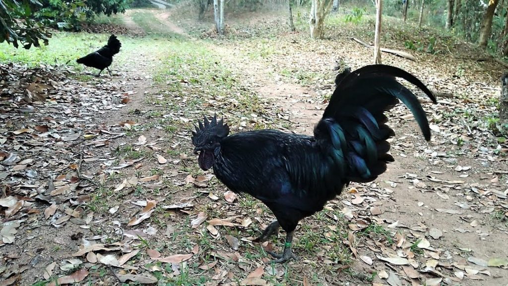 galinha mais cara do mundo