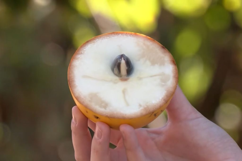 A fruta desconhecida que tem gosto de doce de leite, pode ser plantada em qualquer quintal e as crianças adoram, segundo jardineiros